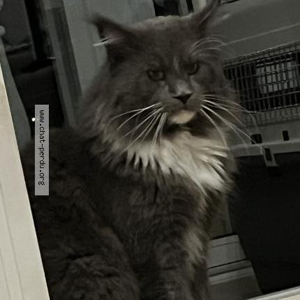 Photo 1/4 Chat retrouvé Perdu à La seyne sur mer