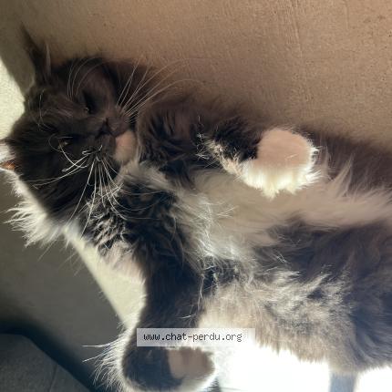 Photo 2/4 Chat retrouvé Perdu à La seyne sur mer