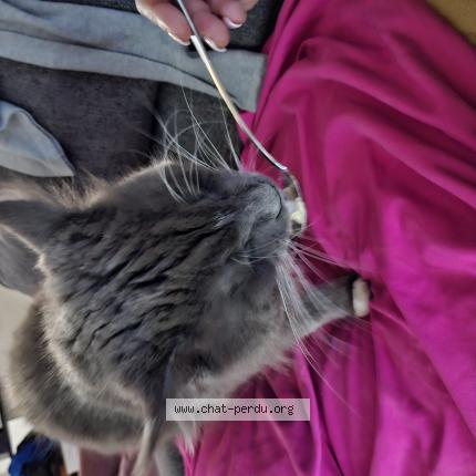 Photo 3/4 Chat retrouvé Perdu à La seyne sur mer