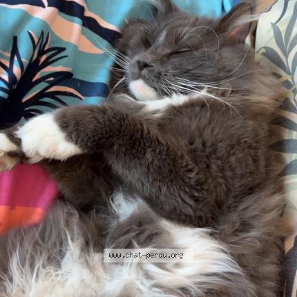 Photo 4/4 Chat retrouvé Perdu à La seyne sur mer