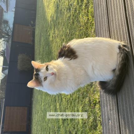 Photo 1/1 Choupsy Chat perdu à Still