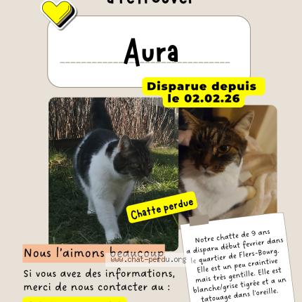 Photo 1/1 Chat retrouvé Perdu à Villeneuve d ascq