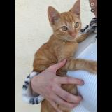 Photo de chat perdu à Chateaubernard