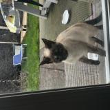 Photo de chat trouvé à La Gorgue