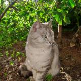 Photo de chat perdu à Toulon