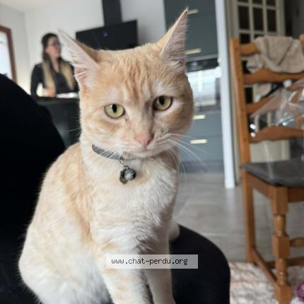 Photo 1/1 Chat retrouvé Perdu à Vendays montalivet