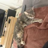 Photo de chat perdu à Nivolas Vermelle