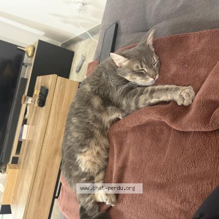 Photo 1/1 Yuki Chat perdu à Nivolas vermelle