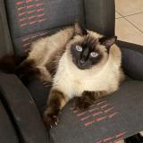 Photo de chat perdu à Saintry Sur Seine