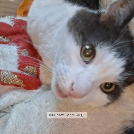 Photo 1/1 Kiwi Chat perdu à Oret