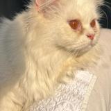 Photo de chat perdu à Rawalpindi