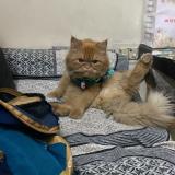 Photo de chat perdu à Delhi