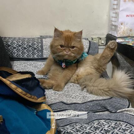 Photo 1/1 max Chat perdu à Delhi