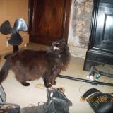 Photo de chat perdu à Liege