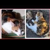 Photo de chat perdu à Plougasnou