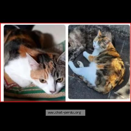 Photo 1/1 Doudie Chat perdu à Plougasnou