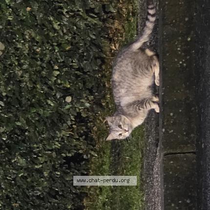 Photo 1/1 Chat trouvé Trouvé à Angers