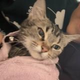 Photo de chat perdu à Cholet