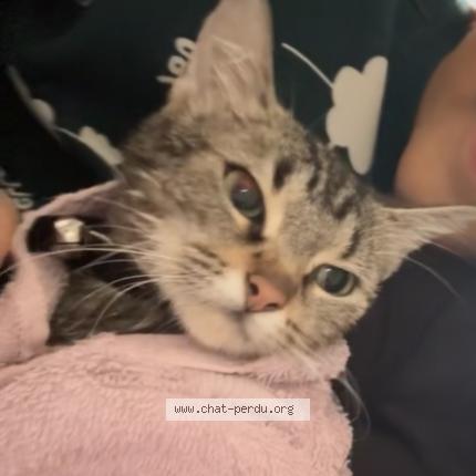 Photo 1/1 Grifin Chat perdu à Cholet