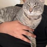 Photo de chat perdu à Perris