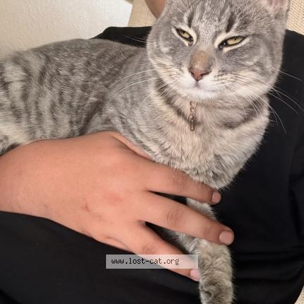 Photo 2/2 Pheonix Chat perdu à Perris