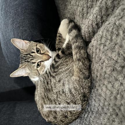 Photo 1/1 Chat retrouvé Perdu à Paris