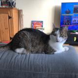 Photo de chat perdu à Les Sables D Olonne