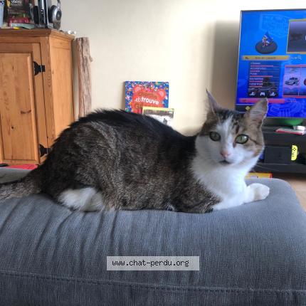 Photo 1/1 Pierrick Poulain Chat perdu à Les sables d olonne