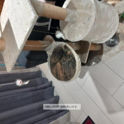 Photo 1/1 Awaï Chat perdu à Civrac de blaye