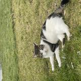 Photo de chat perdu à Seichamps