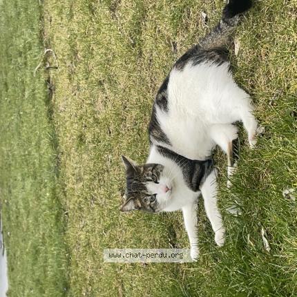Photo 1/1 aïko Chat perdu à Seichamps