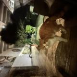 Photo de chat trouvé à Bourgneuf La Foret