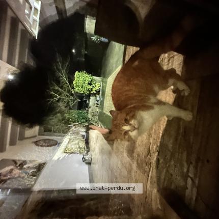 Photo 1/1 Chat trouvé Trouvé à Bourgneuf la foret