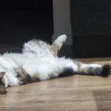 Photo de chat perdu à Villelongue De La Salanque