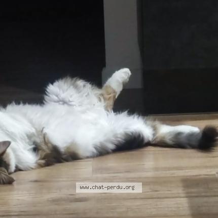 Photo 1/1 Happy Chat perdu à Villelongue de la salanque