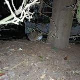 Photo de chat trouvé à Toulouse