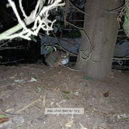 Photo 1/1 Chat trouvé Trouvé à Toulouse