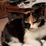 Photo de chat perdu à Vindry