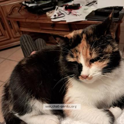 Photo 1/1 Tartine Chat perdu à Vindry