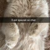 Photo de chat perdu à Strasbourg