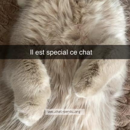 Photo 1/1 Boulk Chat perdu à Strasbourg