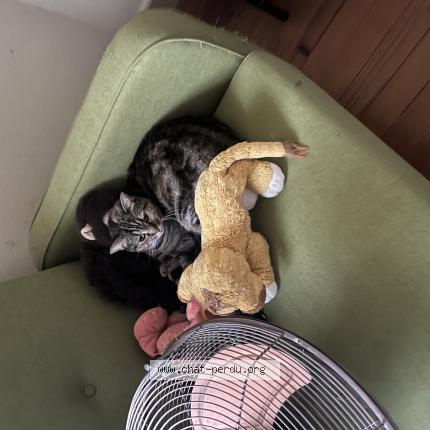 Photo 1/1 Chat retrouvé Perdu à Saint medard en jalles