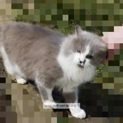 Photo 1/1 Chat trouvé Trouvé à Tourcoing