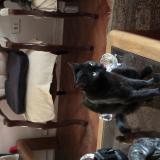 Photo de chat trouvé à Santiago