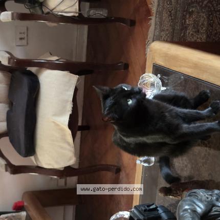 Photo 1/1 Chat trouvé Trouvé à Santiago