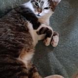 Photo de chat perdu à Brenat