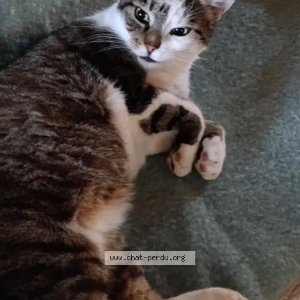 Photo 1/1 Elfy Chat perdu à Brenat