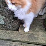 Photo de chat trouvé à Fenouiller