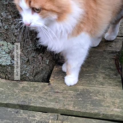 Photo 1/1 Chat trouvé Trouvé à Fenouiller