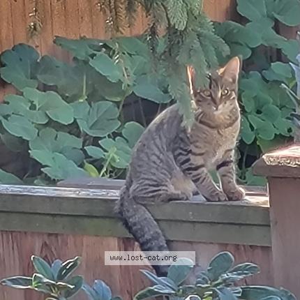 Photo 1/1 Cleo Chat perdu à Surrey